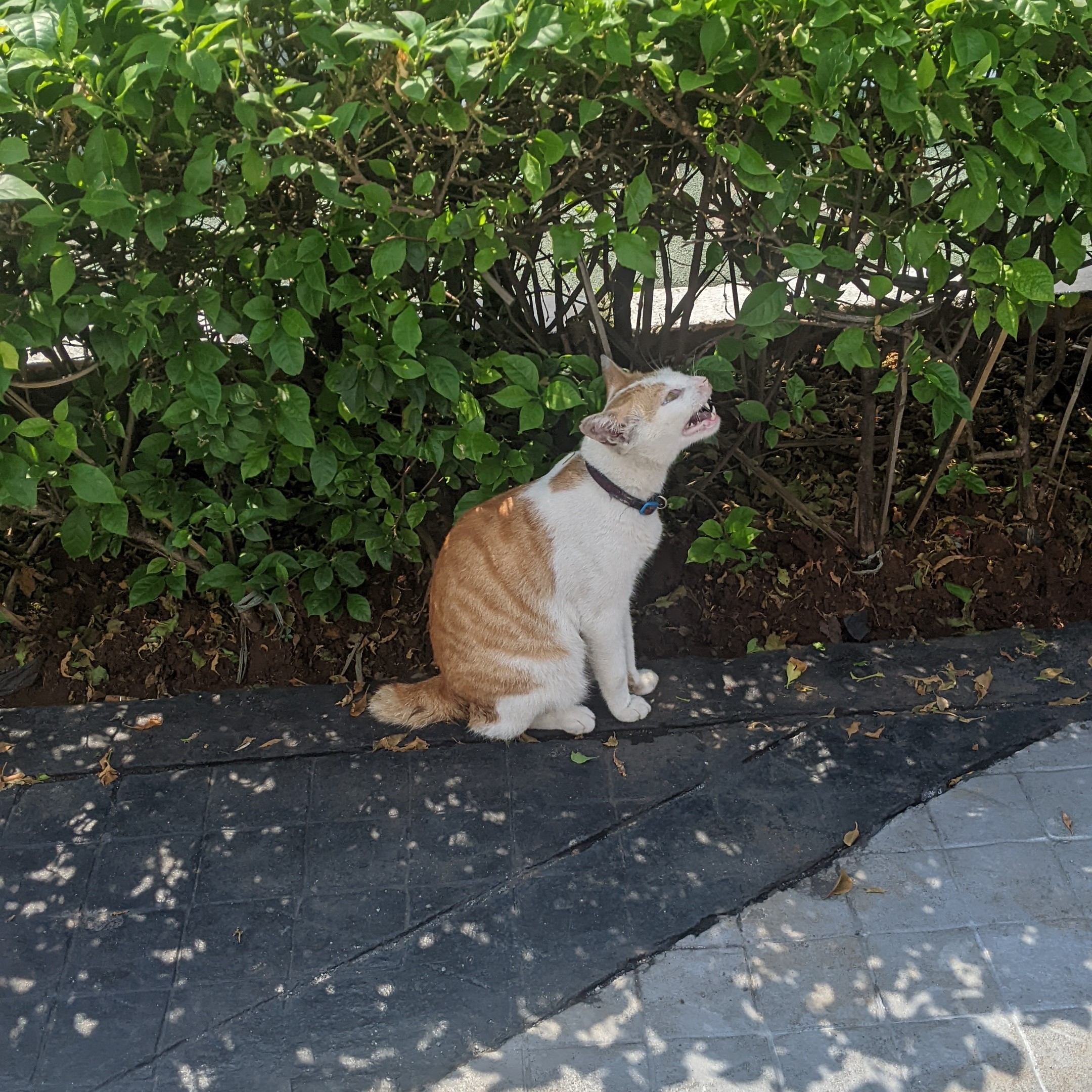 sleepy oyen