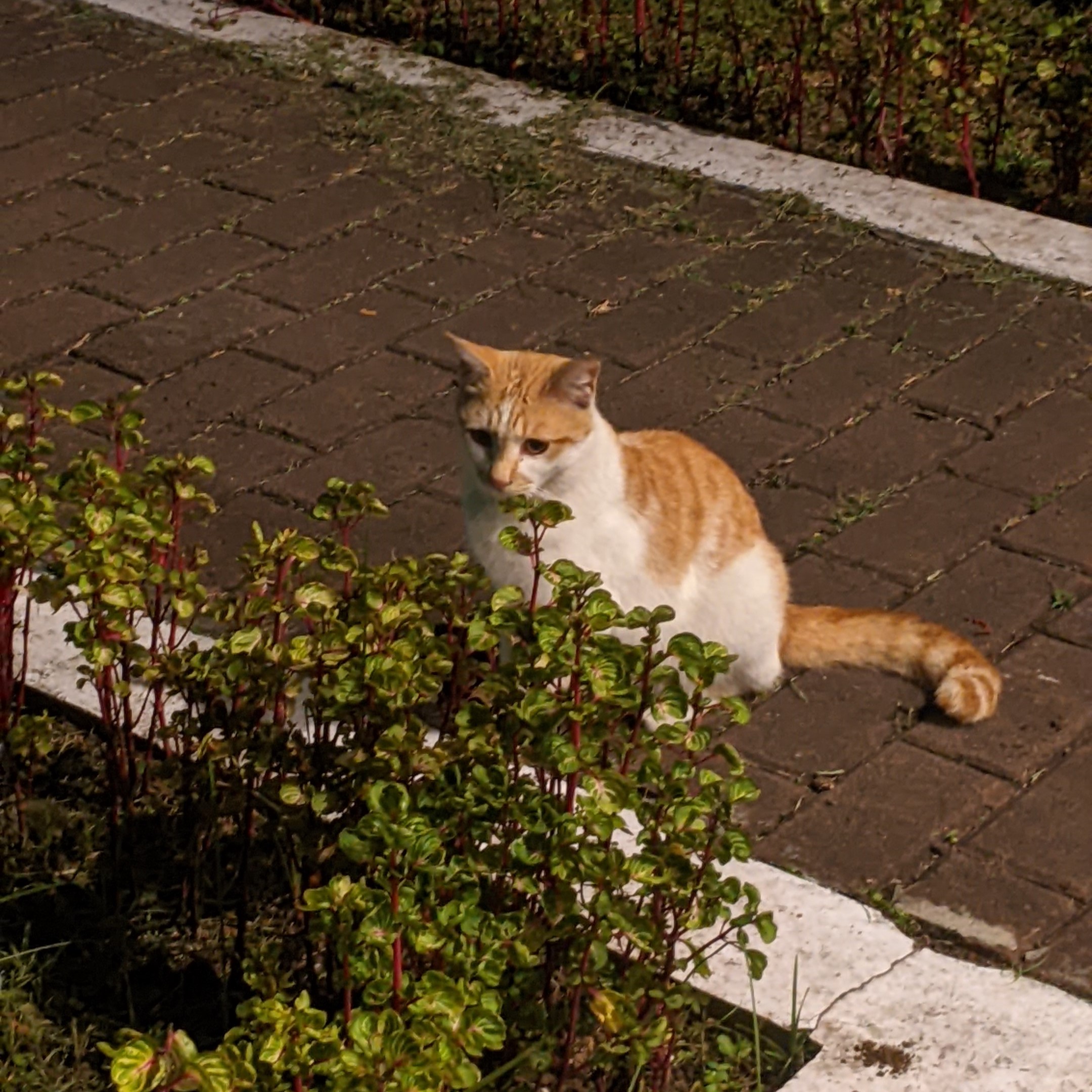 oyen is thinking