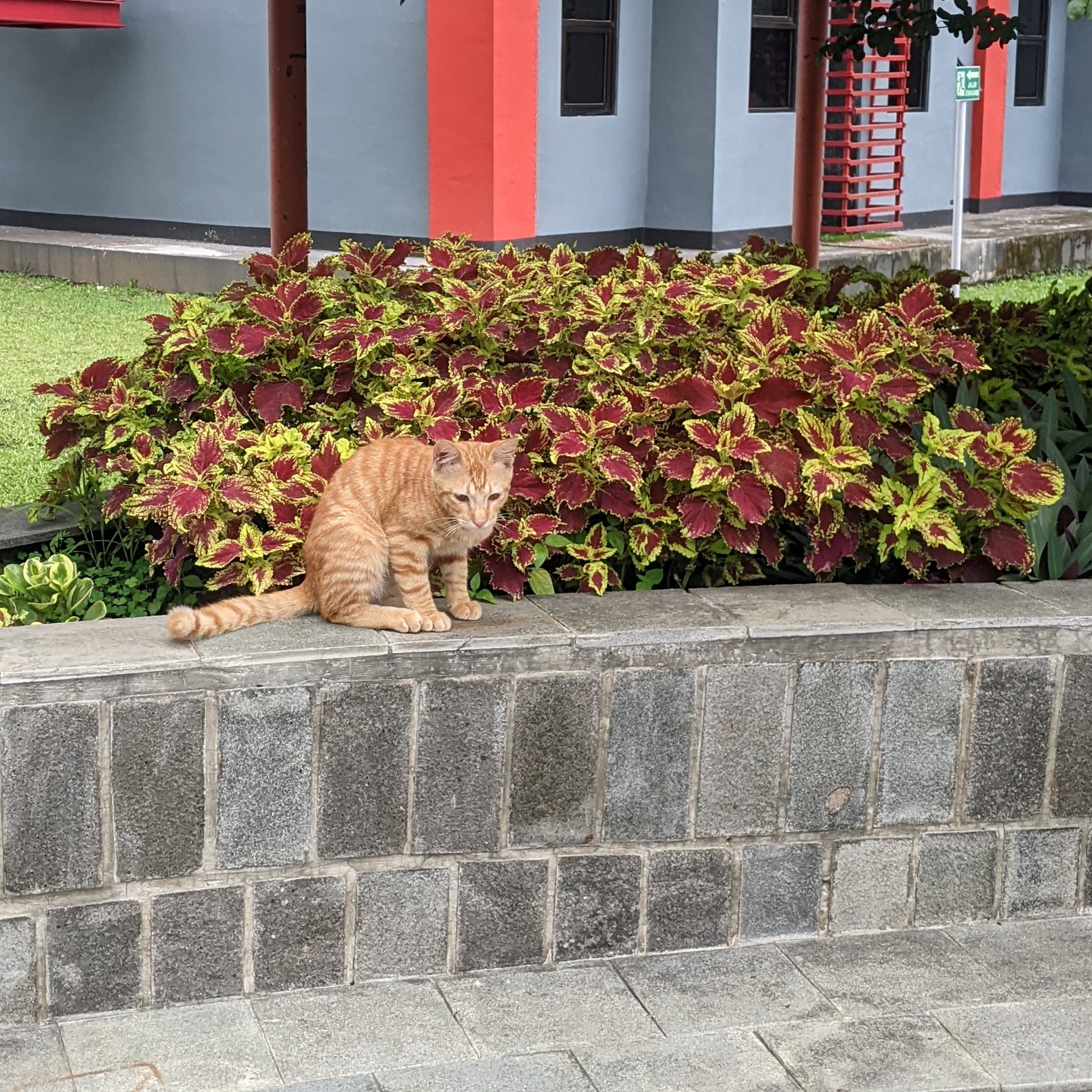 oyen is thinking