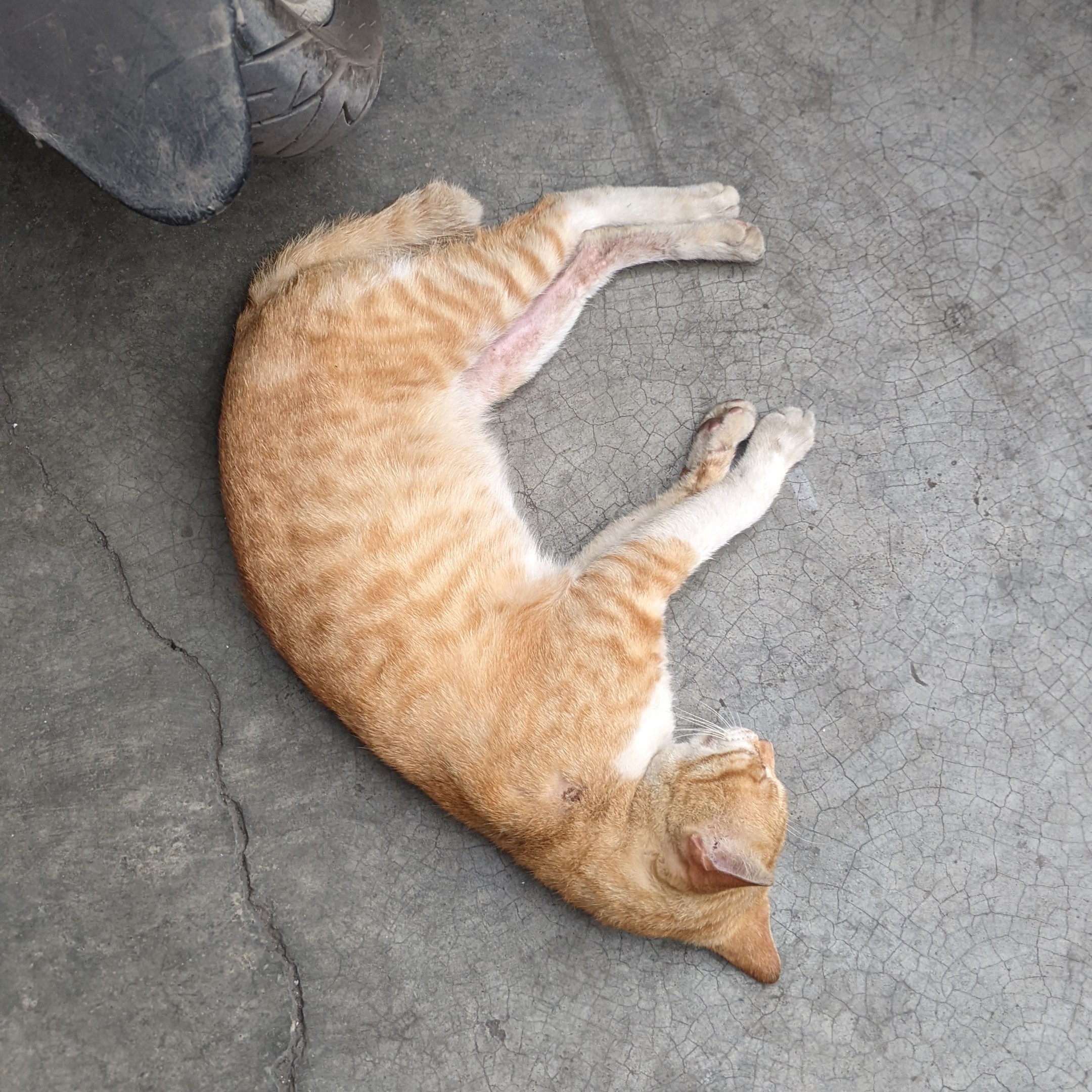 oyen sleeping behind motorcycle