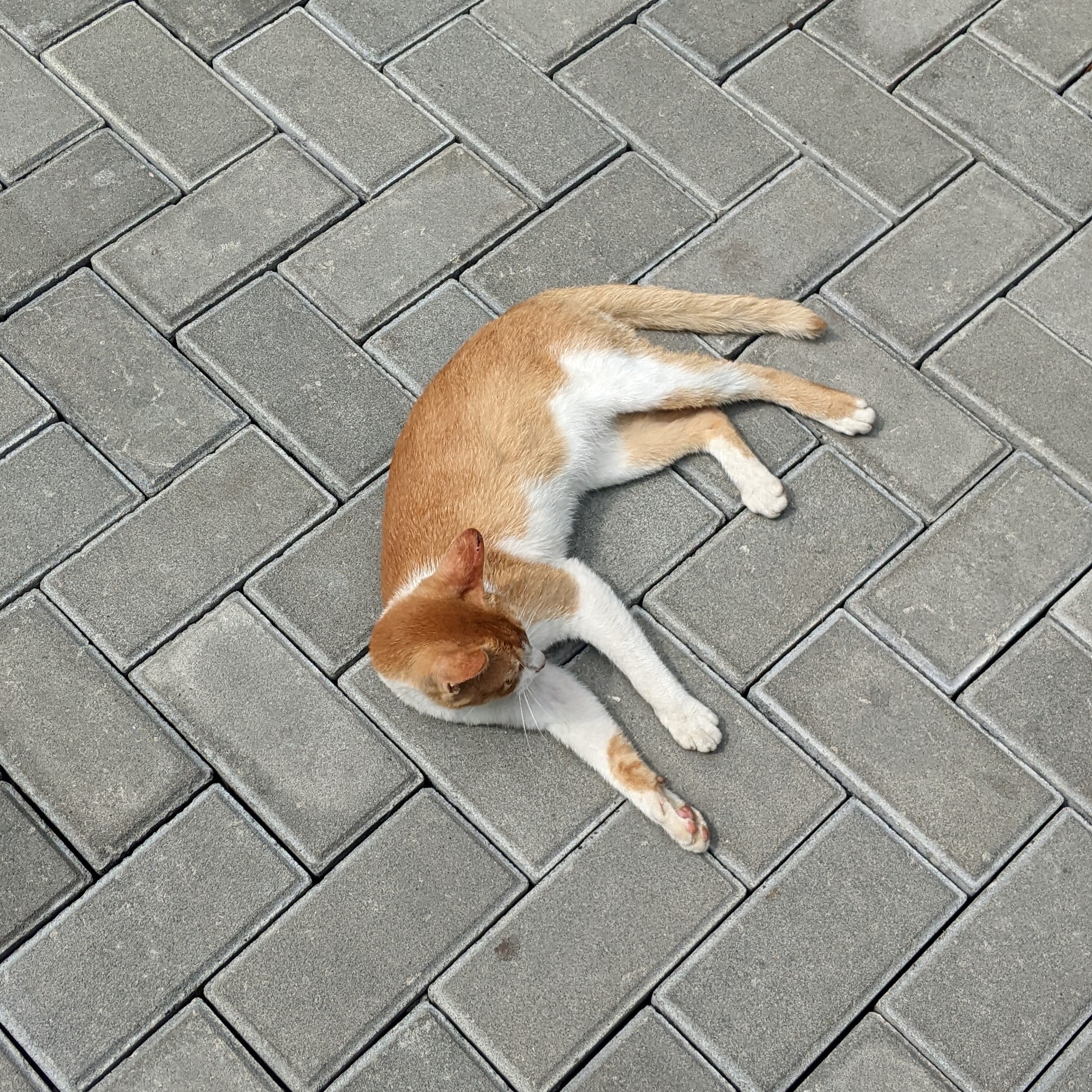 meet oyen cats in my campus!