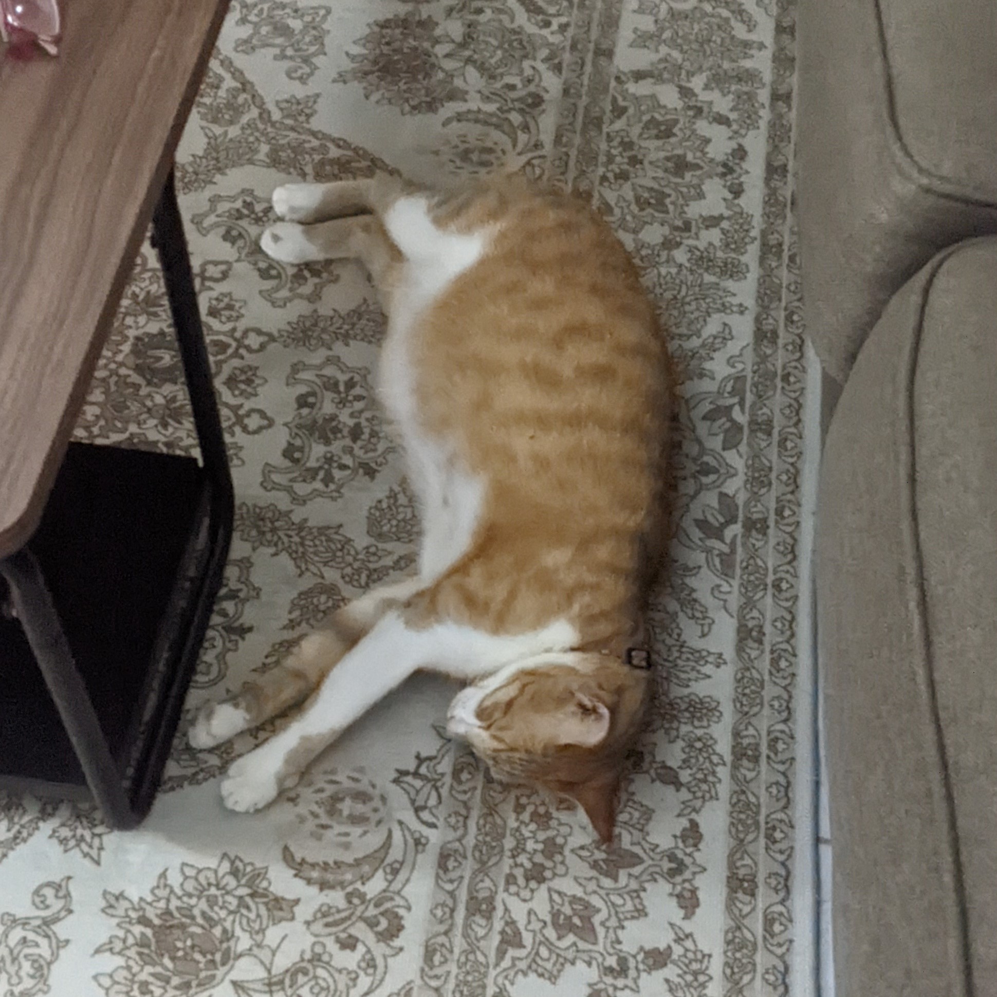 Oshin is sleeping