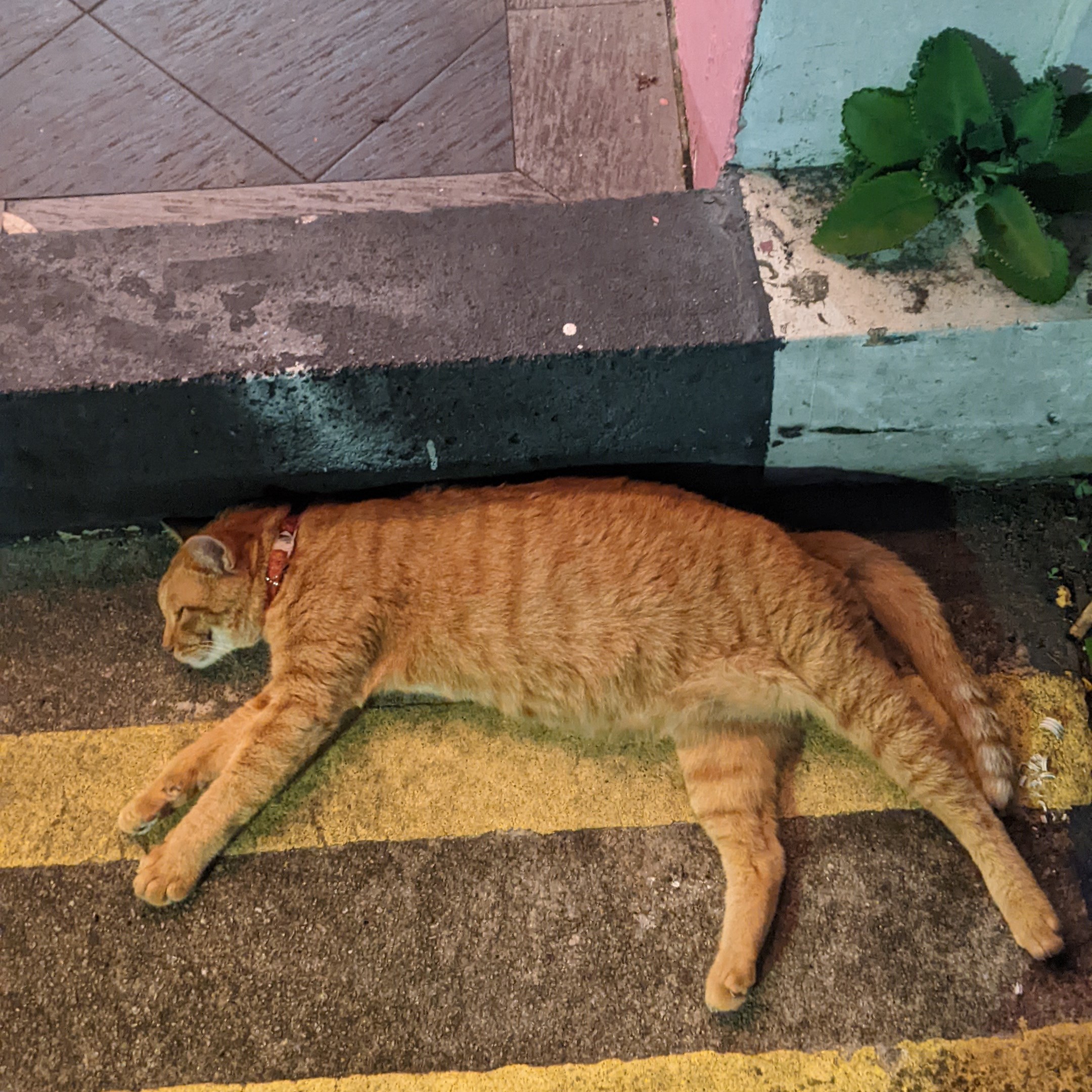 oyen is peacefully asleep on the pedestrian side